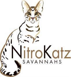NitroKatz Savannahs