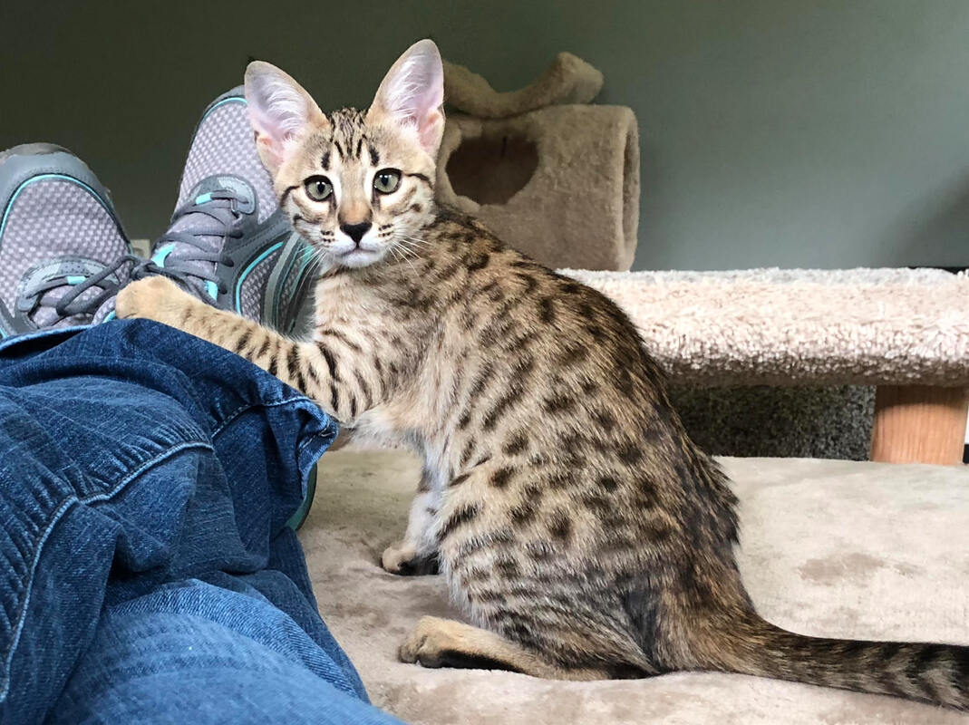 Upcoming Litters Nitrokatz Savannahs